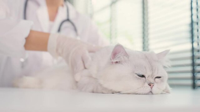 Asian veterinarian examine cat during appointment in veterinary clinic. 