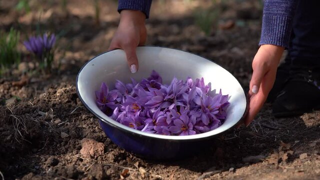 Saffron Harvest. Saffron flowers in metallic bowl. Female hand putting  crocus flower in bowl. Crocus  is a genus of flowering plants in the iris family. Saffron is a very valuable medicine.