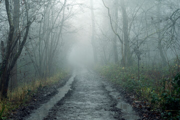Obraz premium A track going through a mysterious forest. On a spooky, foggy winters day in the countryside. UK.