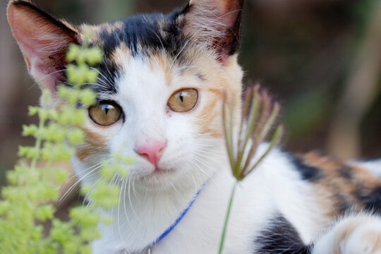 In selective focus a cute kitty cat playing with wild flower in a field 