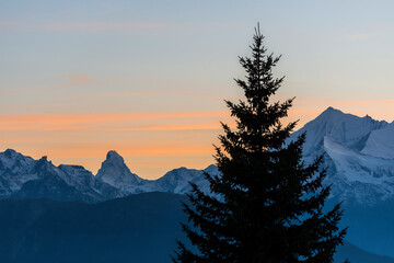 Tanne mit Matterhorn in der Abendsonne im Wallis, Schweiz