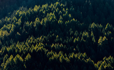 Wald in den Schweizer Alpen im Gegenlicht 