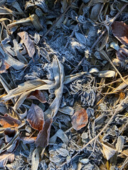 close up of a pile of leaves, winter background, first frost