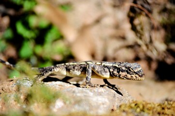 Lizard

Indian hill lizard clicked near Bangalore at Nandi Hills