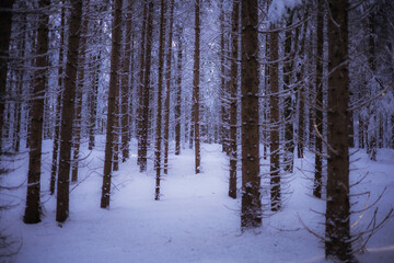 Bäume in Wald mit Schnee bedeckt