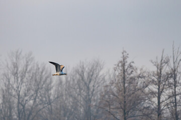 Naklejka na ściany i meble seagull flying over the danube river on a foggy winter morning in austria