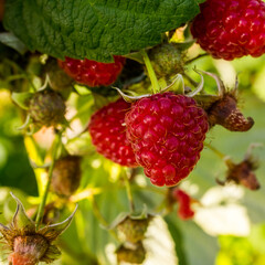 Ripe raspberry on a branch, harvesting in summer in an orchard