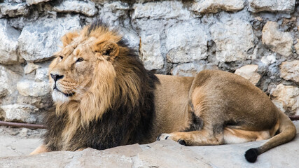 Obraz premium Portrait of an Asian lion