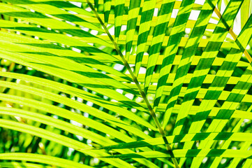 Green palm leaf background