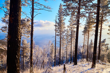 Pine trees on a hillside or mountain and blue sky in the background in Siberia near Lake Baikal in Russia
