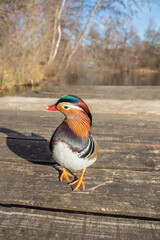 Male mandarin duck walks curious and bold looking on a pier.