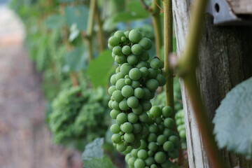 Pinot noir grape clusters prior to color change near trellis post