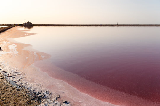 Pink salty Lake. Sasyk-Syvash, Crimea. Unique nature phenomenon.