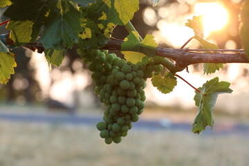 Fototapeta premium Pinot noir grape cluster prior to color change backlit by sun