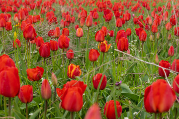 Fototapeta premium Red tulips in the grass. Floral background.