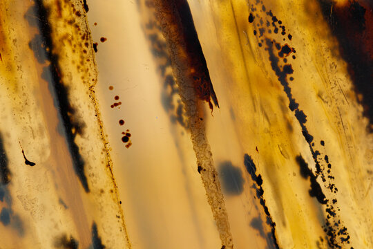 Macro mineral stone Moss Agate, Agate muschiataan white