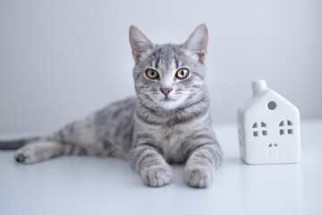 Adorable tabby grey cat kitten with white small toy model on a white table background