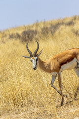 Springbok in the Kgalagadi