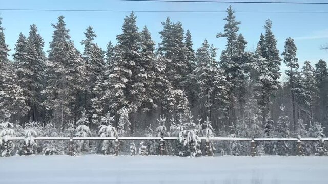 View of the winter forest landscape from the window of a moving train on a sunny day with parallax effect