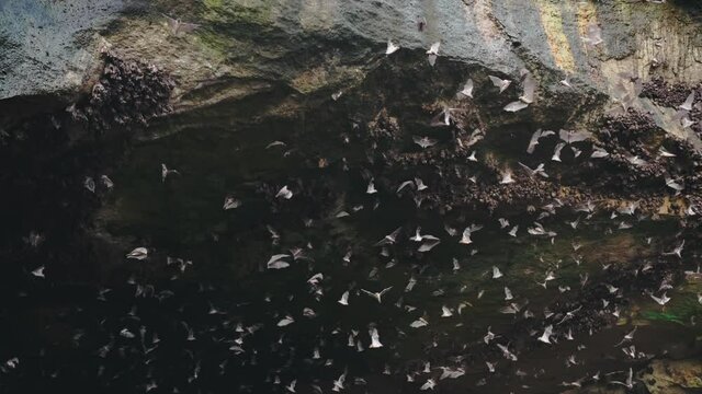 A large stone cave from which a huge flock of bats flies out in the daytime. Bats fly in slow motion against the background of a rocky cave. Beautiful shots of the life of bats.