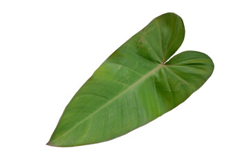 green leaves on a white background