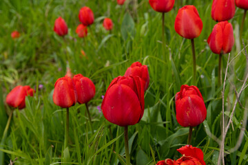 Red tulips in the grass. Floral background.