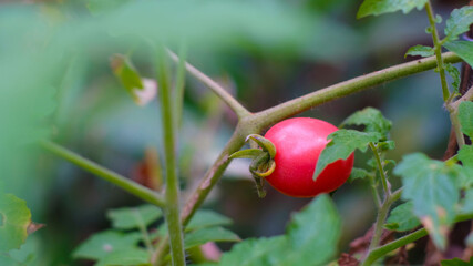 Ripe Tomatoes Planted Glass Red Delicious Tomatoes Blurred Background And Copy Space