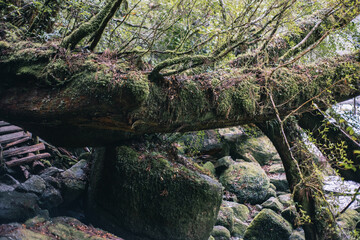Naklejka na ściany i meble Winter Yaskuhima forest in Kyusyu Japan(World Heritage in Japan)