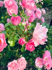 pink roses in garden - summer greeting card