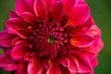 close up of dahlia flower - floral summer greeting card