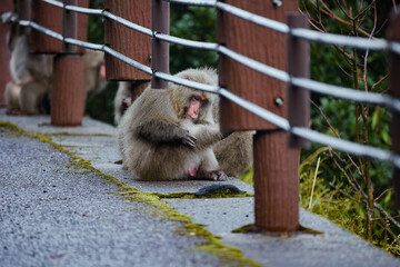 Wild monkey in Yakushima island Kagoshima Japan