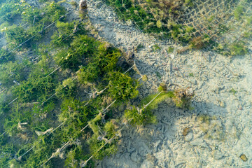Nusa Penida,Bali-Sept 04 2021: A seaweed farmer in Nusa Penida Bali is harvesting his seaweed cages on a cloudy afternoon. Grass became the main commodity when tourism collapsed in Nusa Penida Bali