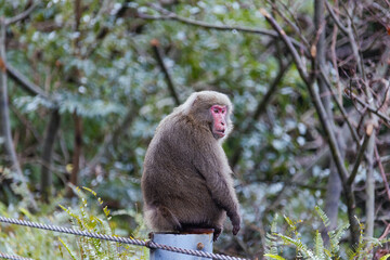 Wild monkey in Yakushima island Kagoshima Japan
