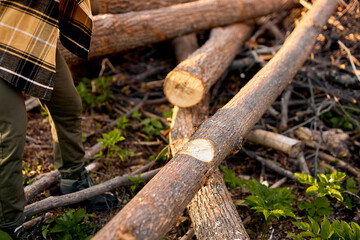 Fototapeta premium Chopped log tree in forest, unrecognizable male is chopping cutting trees at summer season. Cropped male in casual plaid shirt using an ax. lumberman, lumberjack, wood worker outdoors