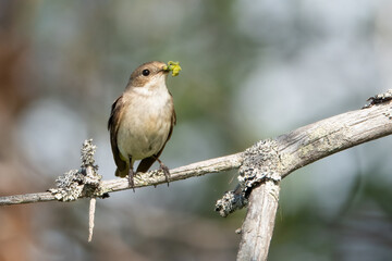 common redstart