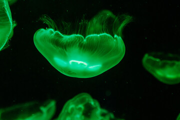 macro aurelia aurita semaeostomeae