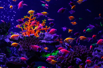 Fototapeta na wymiar macro beautiful fish glo tetra fish danio rerio
