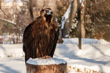 beautiful vultures sit on a stump in the snow