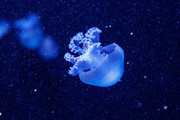 macro of a beautiful jellyfish rhizostoma pulmo