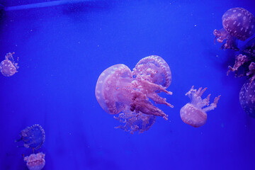 Fototapeta na wymiar macro of a beautiful jellyfish mastigias papua