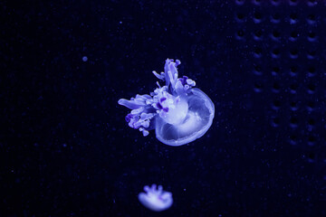 Naklejka na ściany i meble macro of a beautiful jellyfish rhizostoma luteum