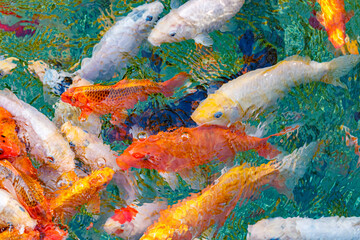macro koi fish carps in water