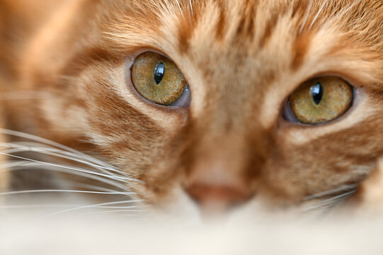 close-up portrait of a ginger cat. beautiful pet photo. macro photography cat eyes. 