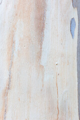 texture of Eucalyptus tree bark