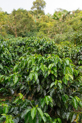 Fototapeta na wymiar Tree with the field with coffee fruits. 