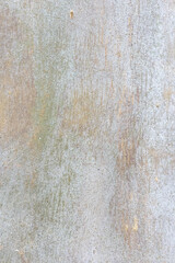 texture of Eucalyptus tree bark