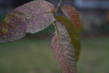 little insect on a dried leaf