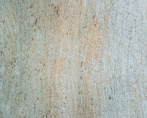 texture of Eucalyptus tree bark