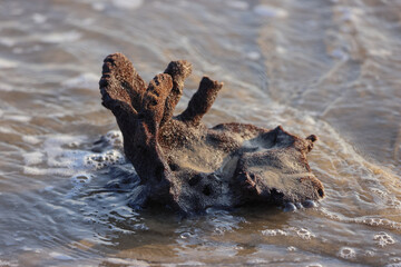 Dead coral on beach 