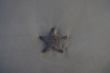 starfish on the beach